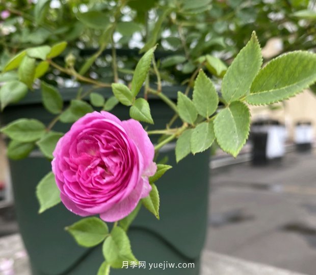 地栽的月季花，通風(fēng)好光照好，為什么還有白粉病害？(圖1)