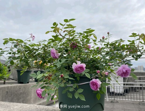 地栽的月季花，通風(fēng)好光照好，為什么還有白粉病害？(圖2)