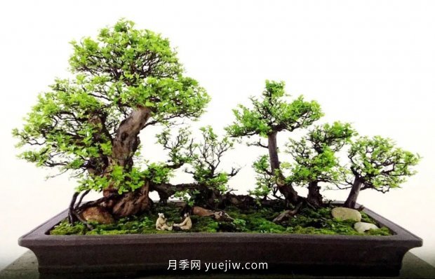 ***全花木盆景分類，輕松掌握各種花木適合如何造型(圖2)