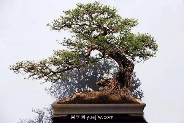 ***全花木盆景分類，輕松掌握各種花木適合如何造型(圖3)