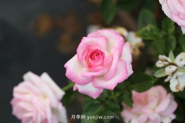 新手必備9個大花月季經(jīng)典品種，不可錯過的美人(圖1)