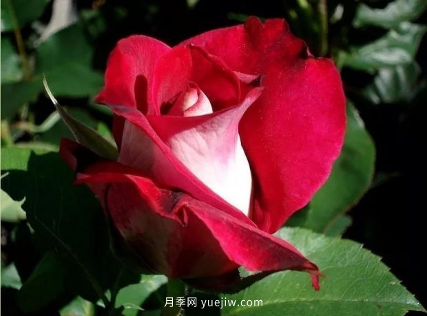 新手必備9個大花月季經(jīng)典品種，不可錯過的美人(圖6)