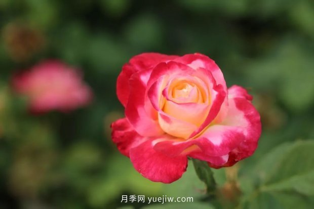 新手必備9個大花月季經(jīng)典品種，不可錯過的美人(圖3)