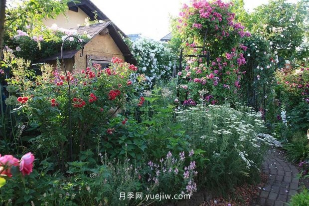 藤本月季憑一己之力撐起了整個(gè)花園的顏值，簡直太美了(圖6)