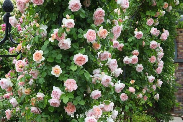藤本月季憑一己之力撐起了整個(gè)花園的顏值，簡直太美了(圖2)