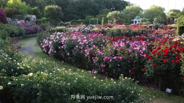 藤本月季憑一己之力撐起了整個(gè)花園的顏值，簡直太美了(圖11)