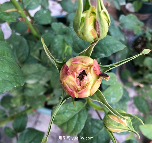 月季花的花苞打不開是怎么回事？(圖1)