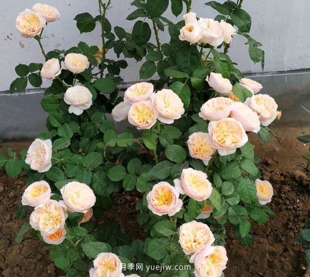 月季花的花苞打不開是怎么回事？(圖2)