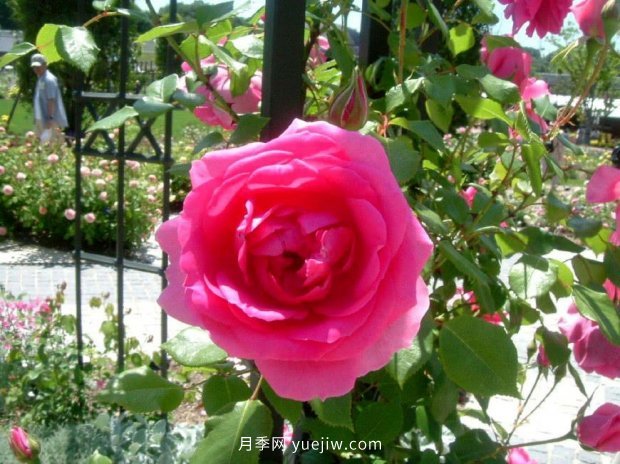 推薦種過的6個藤本月季，各有優(yōu)缺點(圖3)