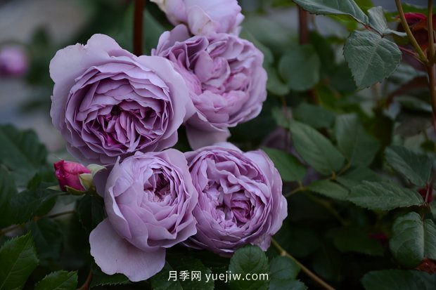 推薦種過的6個藤本月季，各有優(yōu)缺點(圖5)