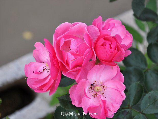 推薦種過的6個藤本月季，各有優(yōu)缺點(圖1)