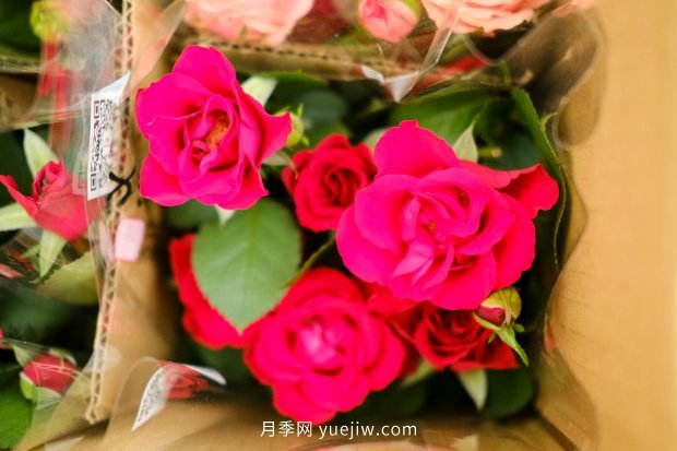 14個(gè)月季品種推薦，看一眼就中毒(圖5)