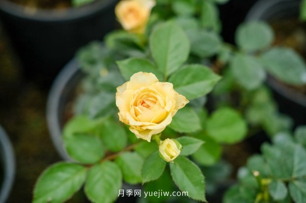 14個(gè)月季品種推薦，看一眼就中毒(圖3)