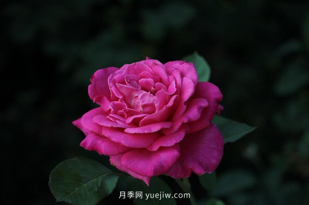 14個(gè)月季品種推薦，看一眼就中毒(圖10)