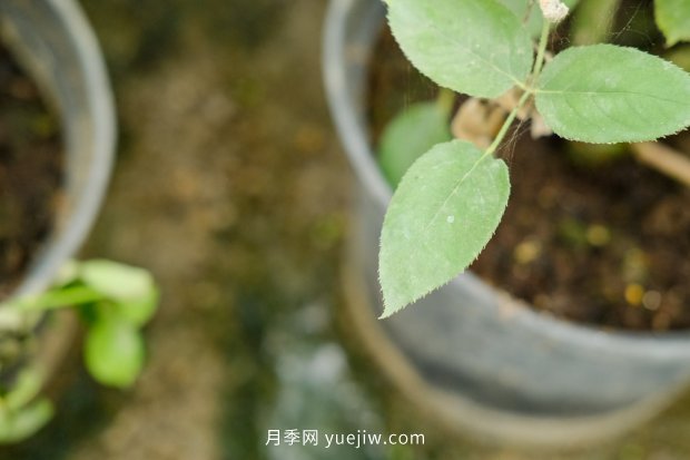 14個(gè)月季品種推薦，看一眼就中毒(圖13)
