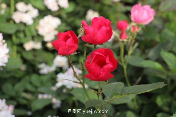 14個(gè)月季品種推薦，看一眼就中毒(圖6)