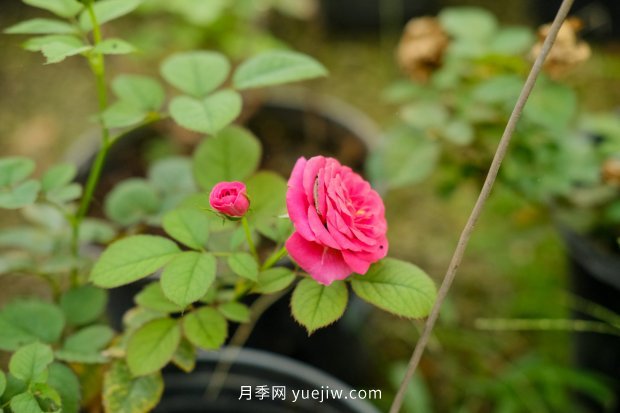 14個(gè)月季品種推薦，看一眼就中毒(圖7)