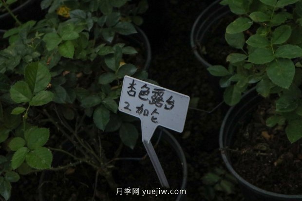 14個(gè)月季品種推薦，看一眼就中毒(圖11)