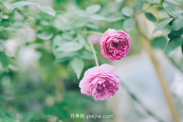 推薦17個中國古老月季品種，比肩歐月好看的國月(圖8)
