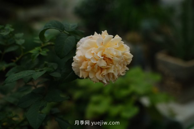 推薦17個中國古老月季品種，比肩歐月好看的國月(圖9)