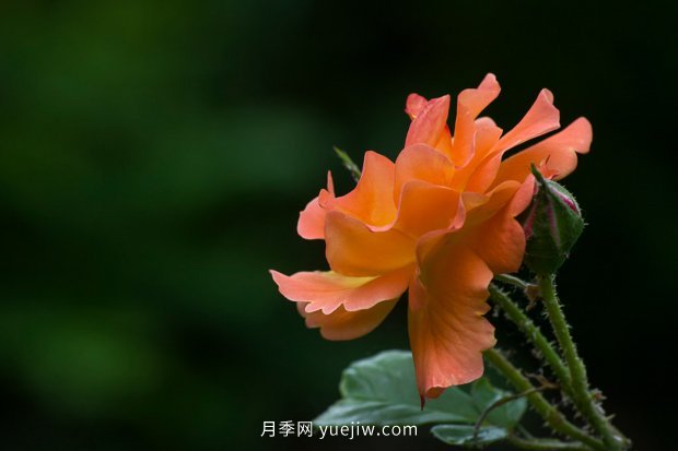 推薦17個中國古老月季品種，比肩歐月好看的國月(圖14)