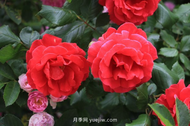 推薦17個中國古老月季品種，比肩歐月好看的國月(圖12)