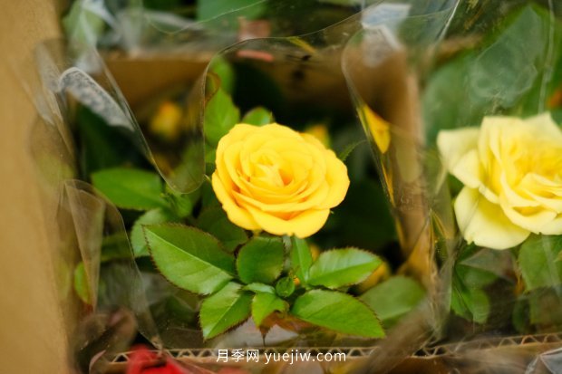 推薦10個花期***長的月季品種，留住月季的時間(圖9)