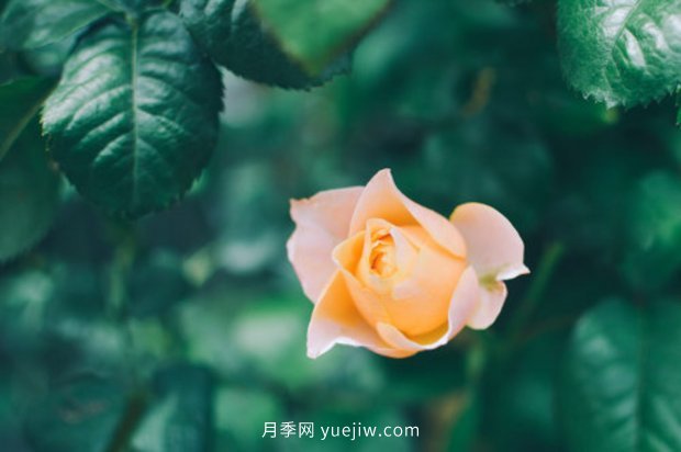 推薦10個花期***長的月季品種，留住月季的時間(圖2)