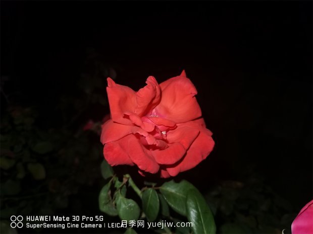推薦10個花期***長的月季品種，留住月季的時間(圖4)