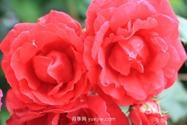 推薦10個花期***長的月季品種，留住月季的時間(圖5)