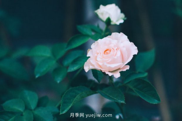 推薦10個花期***長的月季品種，留住月季的時間(圖7)