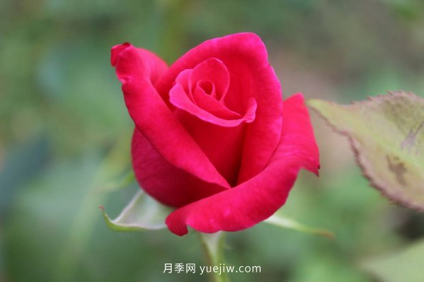 推薦10個花期***長的月季品種，留住月季的時間(圖6)