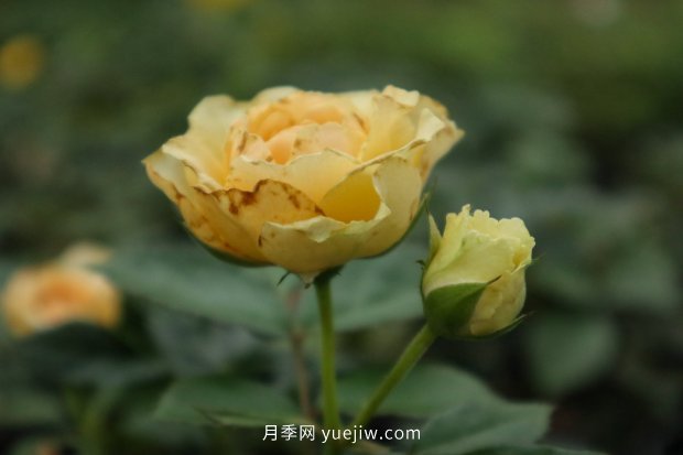 推薦10個花期***長的月季品種，留住月季的時間(圖1)