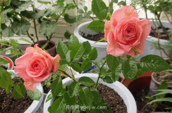 十款花期***長的微型月季品種，適合陽臺種植(圖9)