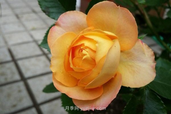 十款花期***長的微型月季品種，適合陽臺種植(圖7)
