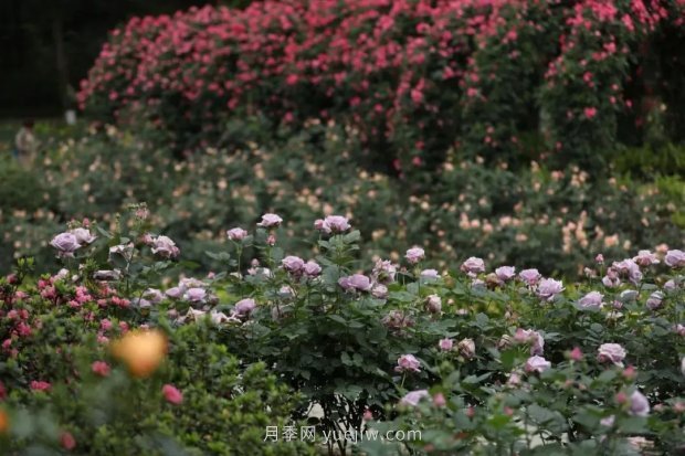 成都植物園也有月季園了，超美盛花期來啦(圖4)