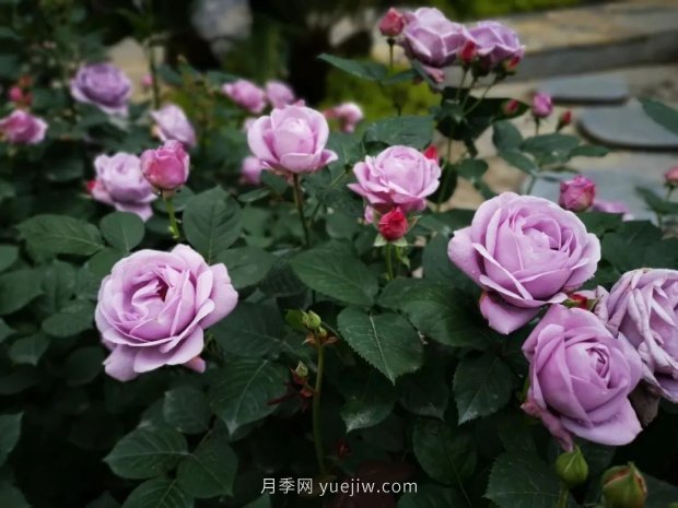 成都植物園也有月季園了，超美盛花期來啦(圖12)