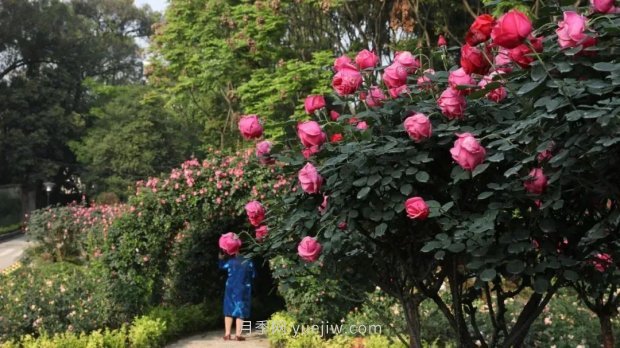 成都植物園也有月季園了，超美盛花期來啦(圖2)