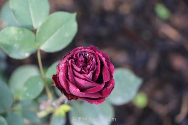 成都植物園也有月季園了，超美盛花期來啦(圖8)