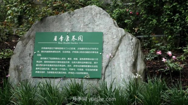 成都植物園也有月季園了，超美盛花期來啦(圖1)