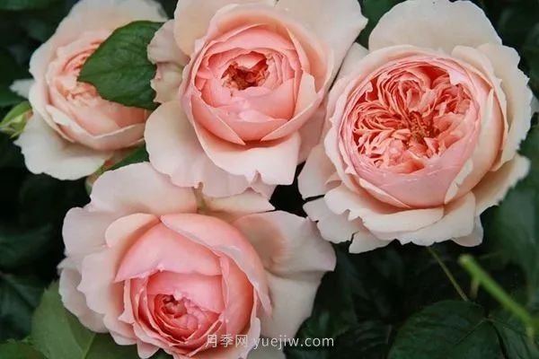 成都植物園也有月季園了，超美盛花期來啦(圖11)