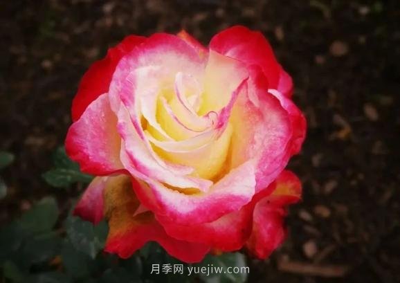成都植物園也有月季園了，超美盛花期來啦(圖6)