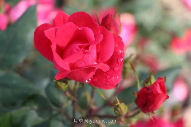 成都植物園也有月季園了，超美盛花期來啦(圖9)