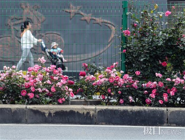 早開5天，武漢月季提前步入花海檔期(圖5)
