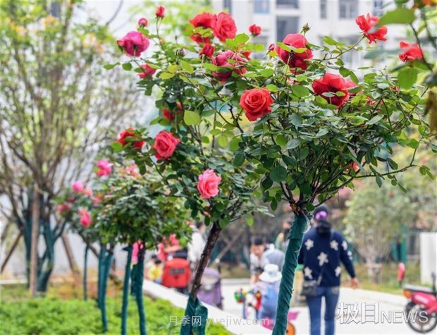 早開5天，武漢月季提前步入花海檔期(圖4)