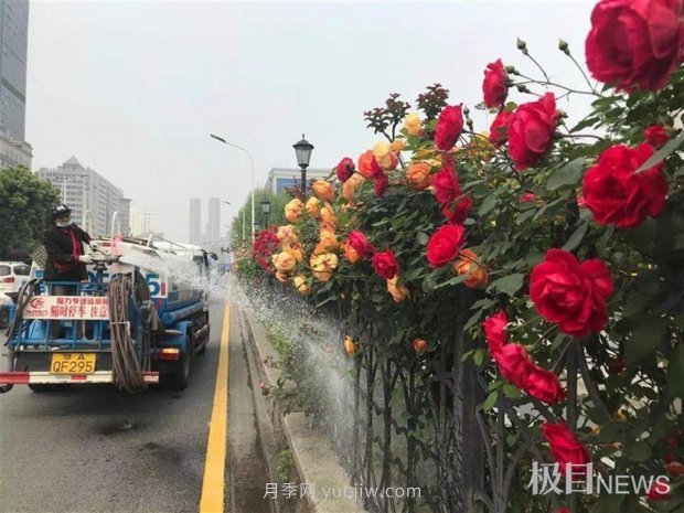 早開5天，武漢月季提前步入花海檔期(圖2)