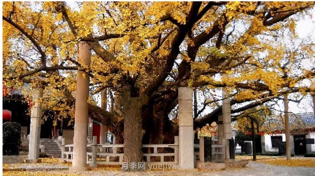 哪些珍貴的樹種沒有被園林行業(yè)注意到？(圖2)