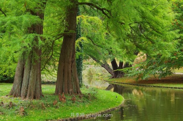 哪些珍貴的樹種沒有被園林行業(yè)注意到？(圖5)
