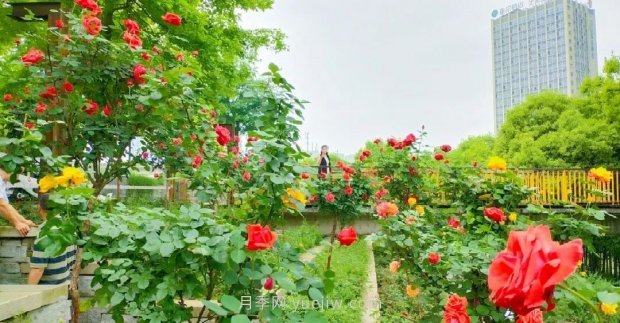 四月盛放的月季時間，湖北宜昌給你的專屬浪漫花園(圖6)