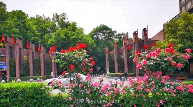 四月盛放的月季時間，湖北宜昌給你的專屬浪漫花園(圖5)